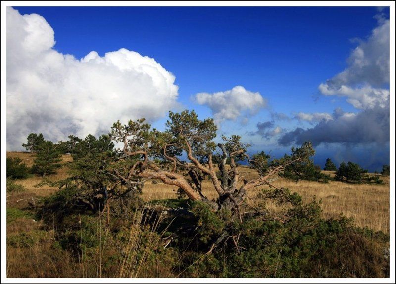 деревоphoto preview