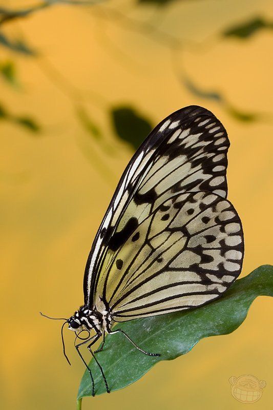 бабчока, макро, дом бабочек Вспоминая свой дом ...photo preview