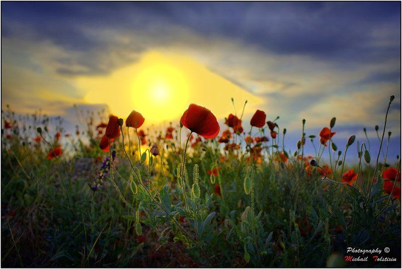 Маки на закатеphoto preview
