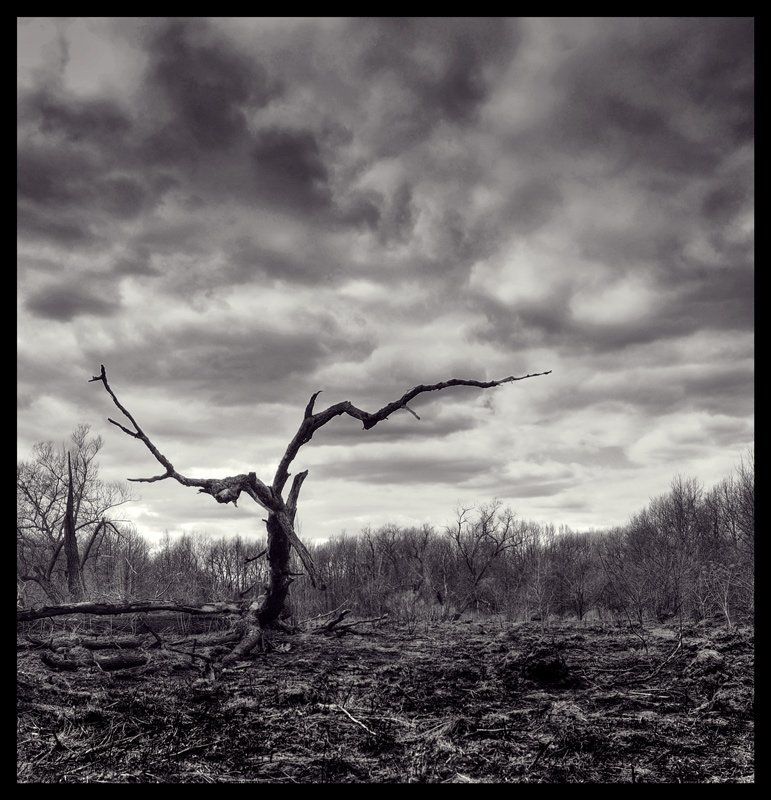 дерево,природа Серая веснаphoto preview