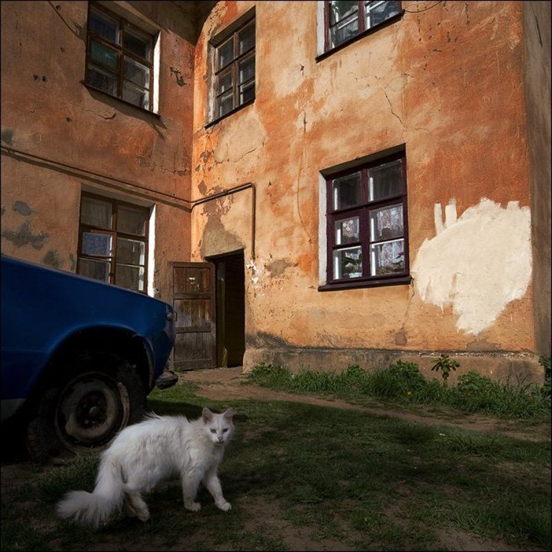 Цветная майская картинка с белой кошкой и синей машиной во дворе в озеркахphoto preview
