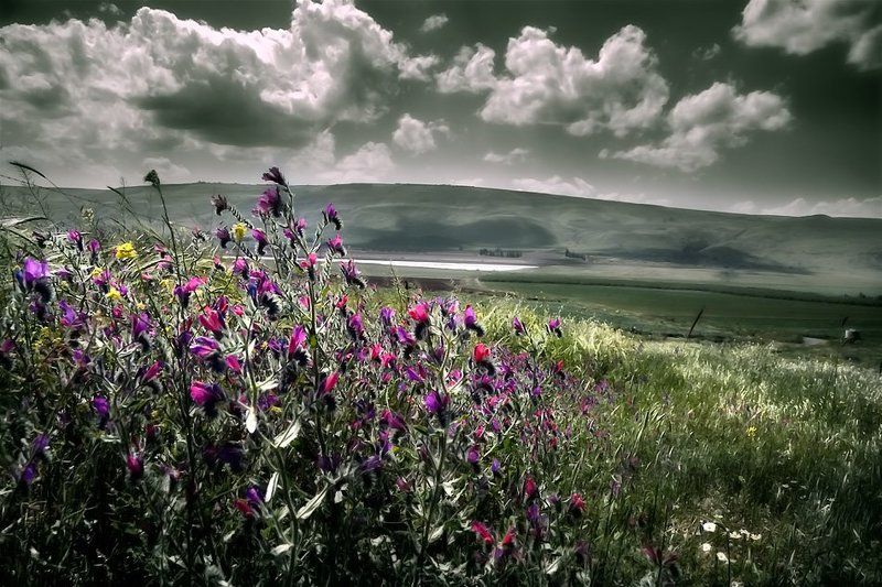 Цветной горошекphoto preview