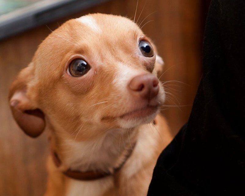 извините, пожалуйста, можно спросить?photo preview