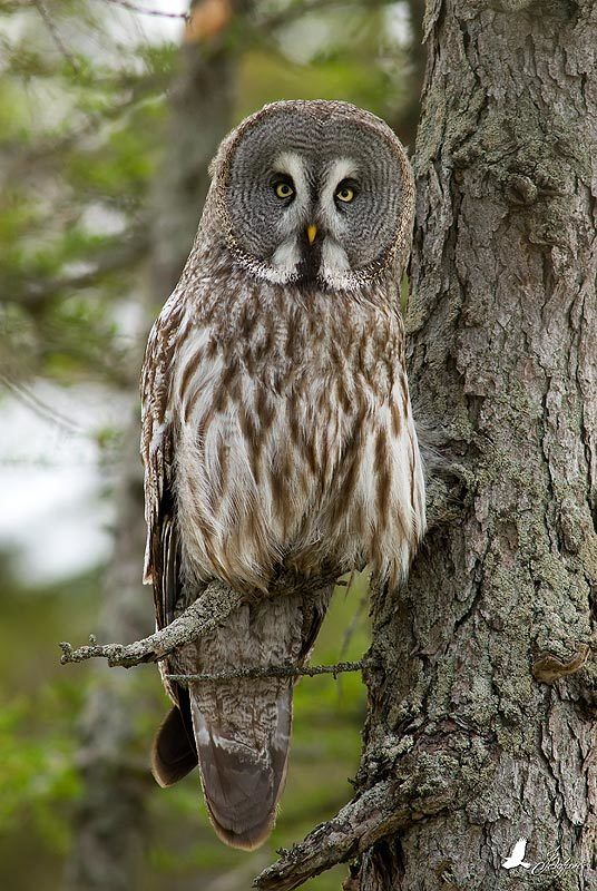бородатая, неясыть, сова, магадан, магаданская область, фотоохота, птица, хищник Бородатая неясытьphoto preview