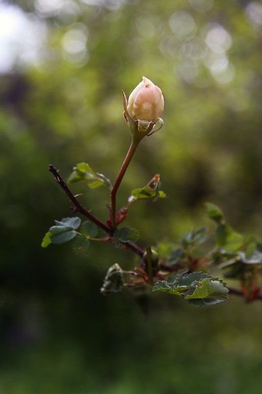 Пробуждениеphoto preview