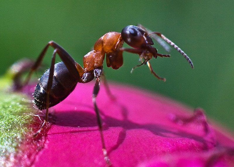 Монстрphoto preview