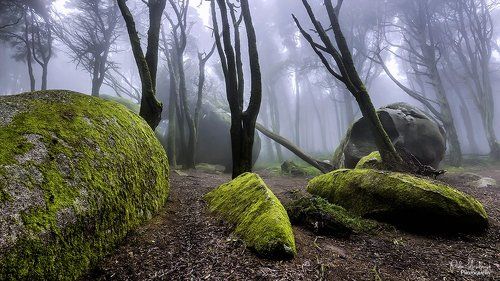 Enchanted forest