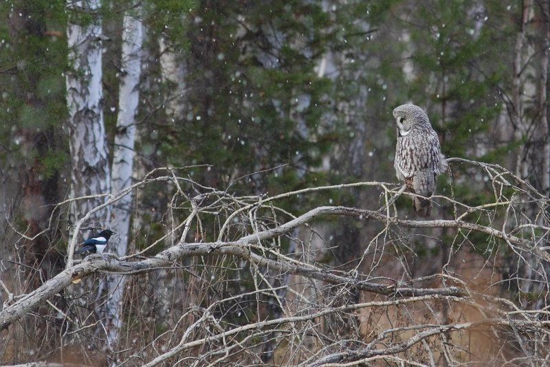 не параphoto preview