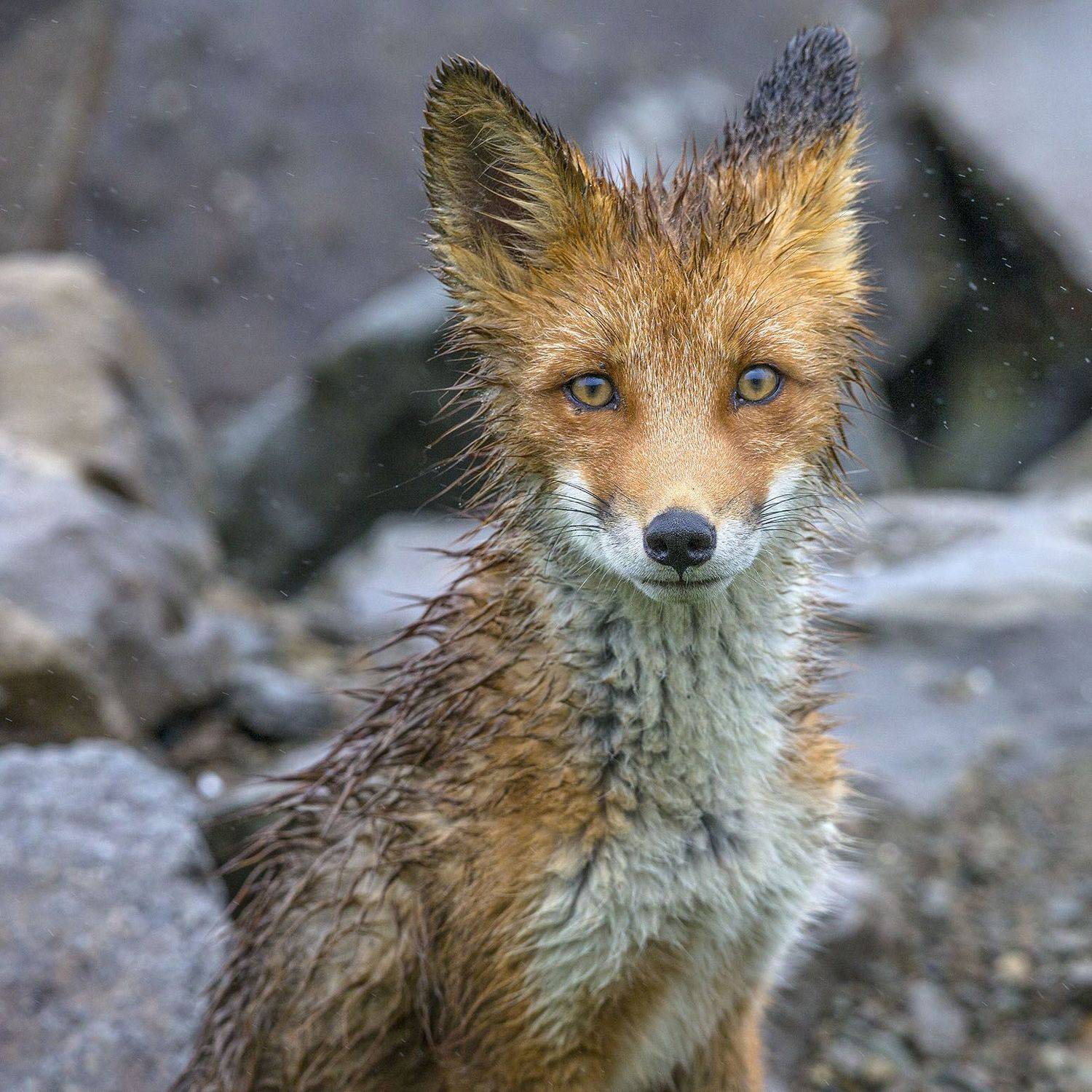 , Анатолий Макоедов