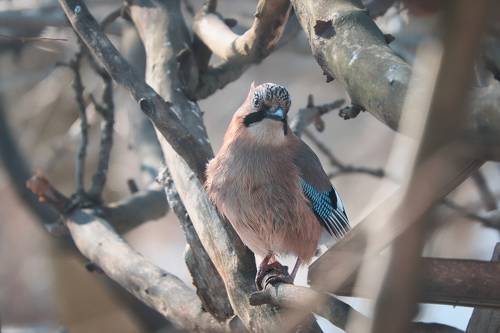 День любопытной карезы