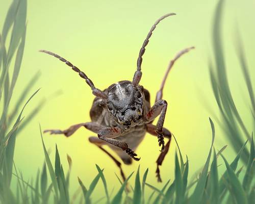 Jumping bug