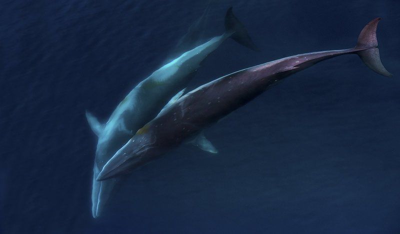 антарктика Танцы втроемphoto preview