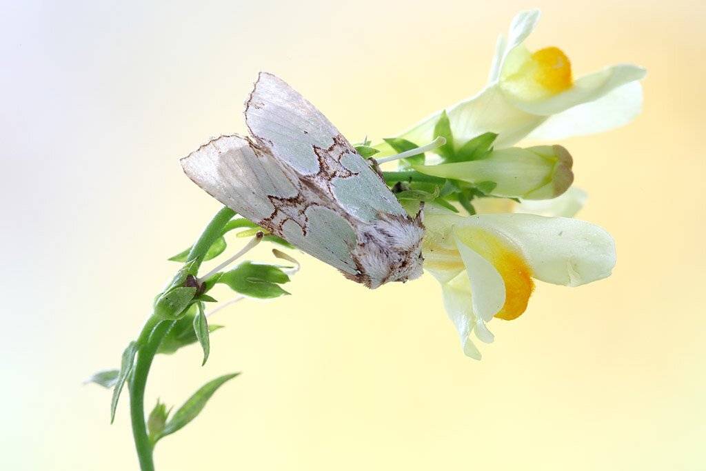 , Сергей Таланов