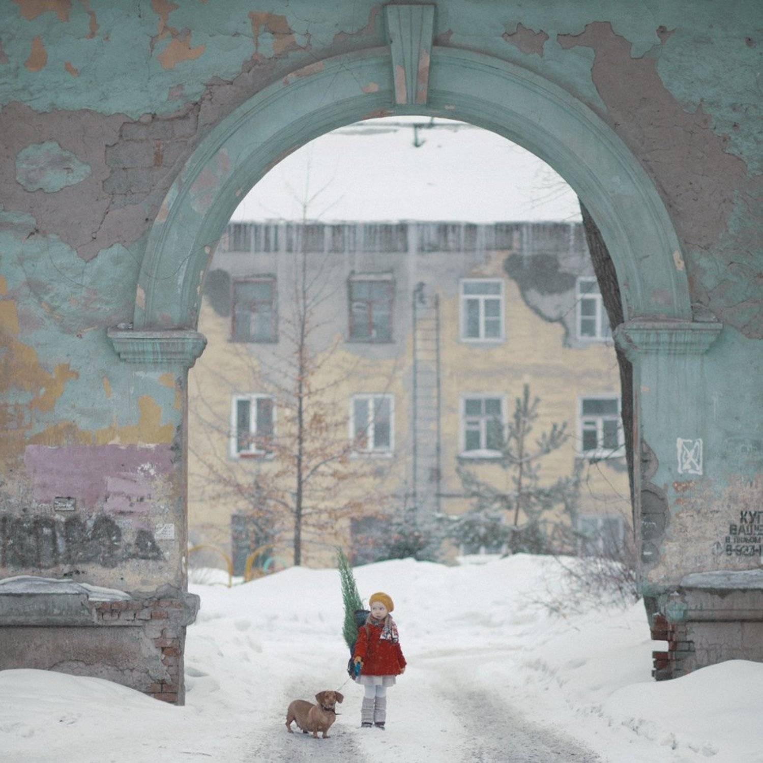 cypress. Автор: Анна Гражданкина , Анна Гражданкина