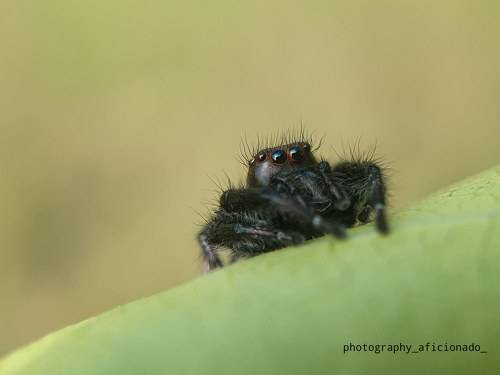 A little spider sits on a leaf. Mobile photography