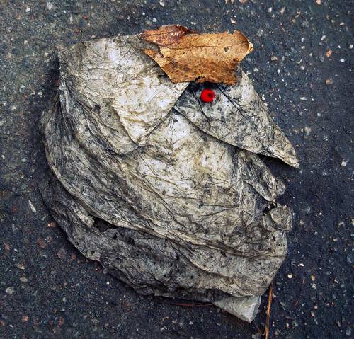 Рябиновый вампир северных широт