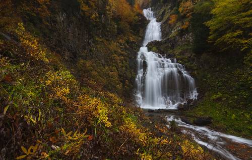 Descendants of autumn