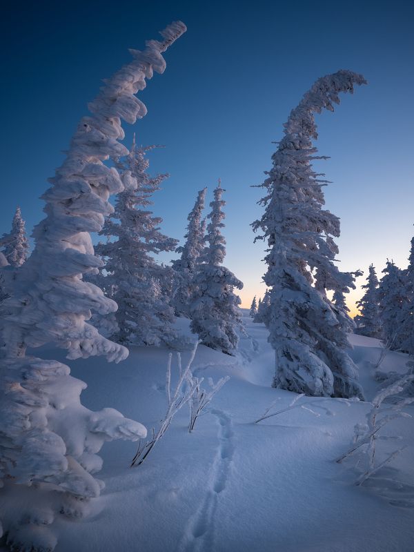 Причудливые ели…  Weird firs...photo preview