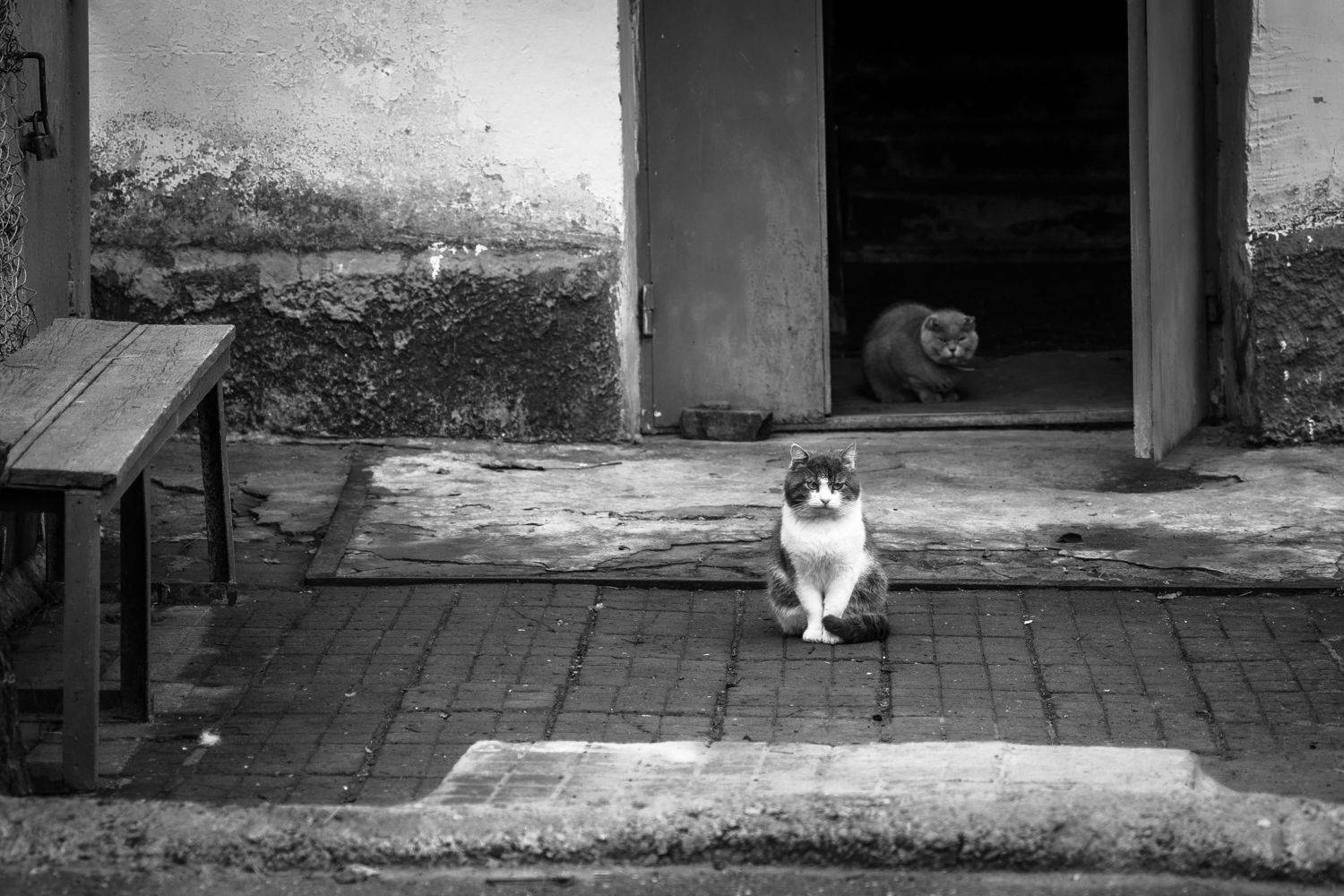 Мафия. Автор: Дмитрий Несветайлов , Дмитрий Несветайлов