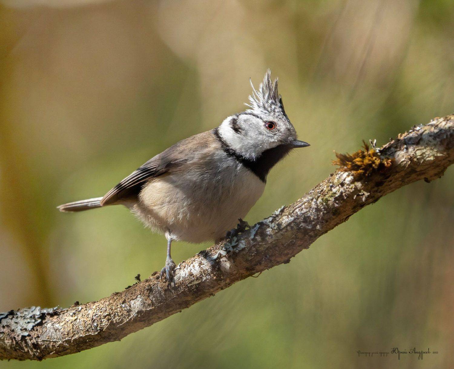 Гренадёрка. Автор: Юрий Андреев хохлатая синица, гренадёрка, Юрий Андреев