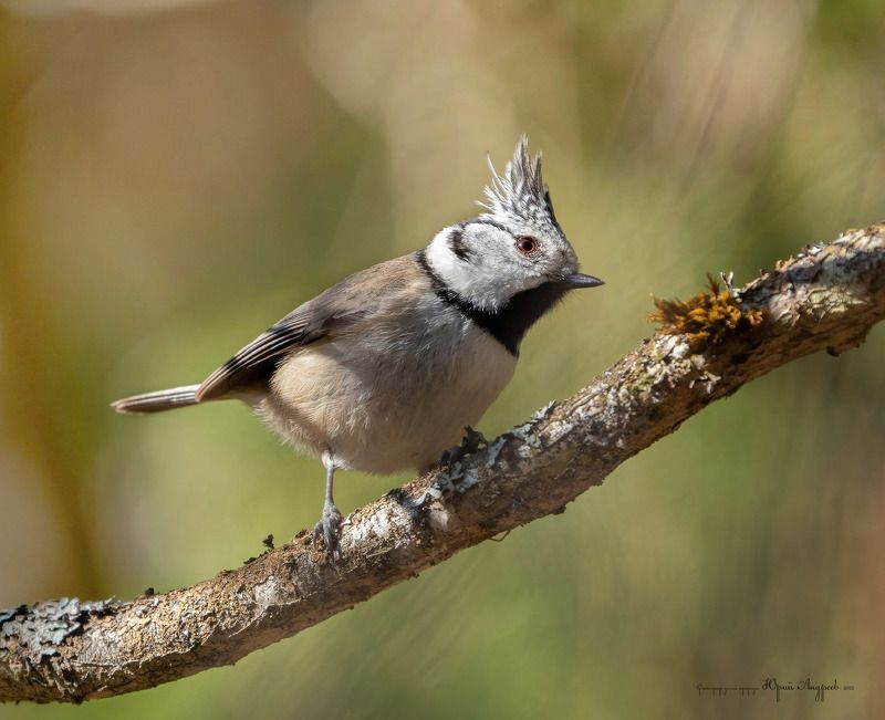 хохлатая синица, гренадёрка Гренадёркаphoto preview