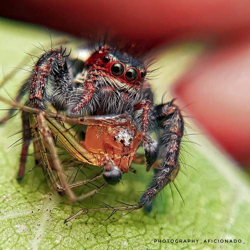 Mobile macro photography 