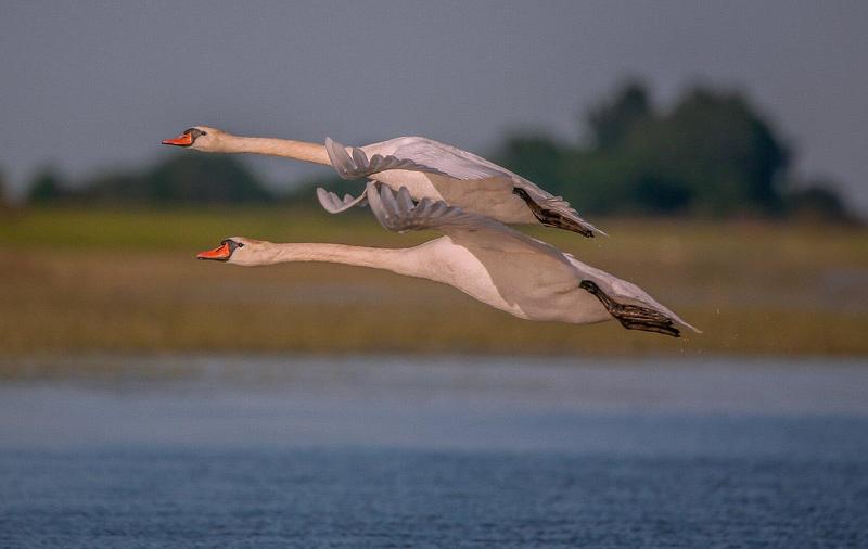 фото сделано в Астраханской обл ЛЕБЕДИ  photo preview