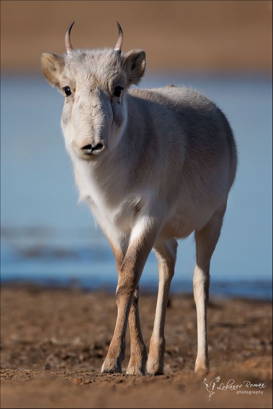 сайгак., заказник * * *photo preview
