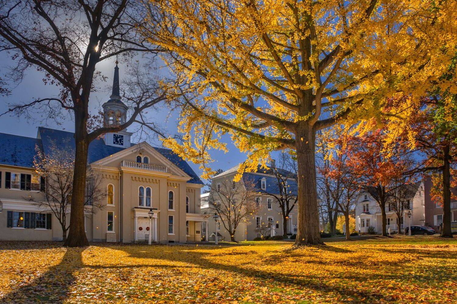 Glorious Ginkgo. Автор: Donald Reese , Donald Reese