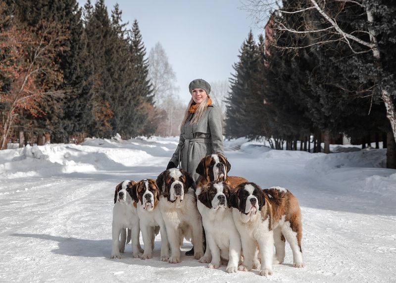 Сенбернары и Дашаphoto preview