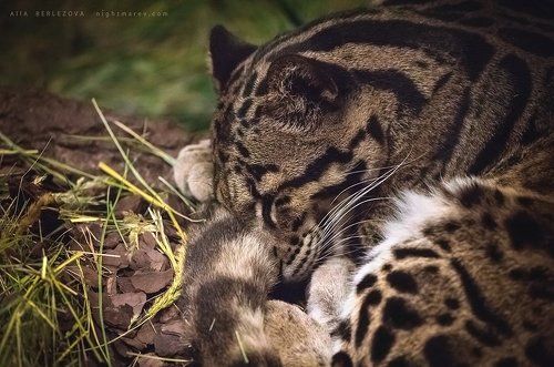 clouded leopard