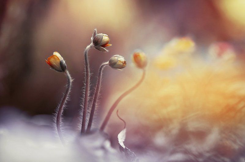 Весенние зарисовкиphoto preview