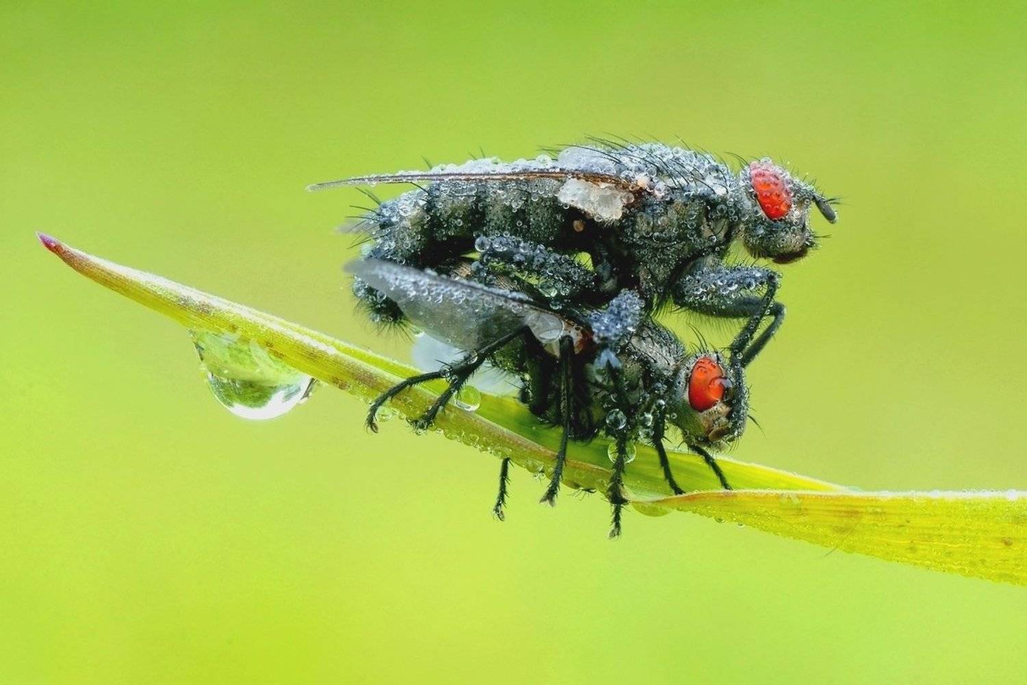 :). Автор: ZULUS , ZULUS