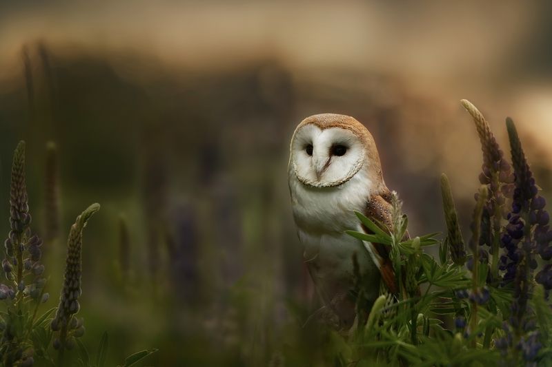 owl, bird, barn owl Barn owl at sunrisephoto preview
