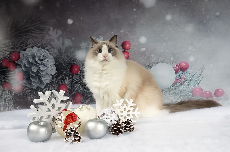 сat, кот животные, кошки, рыжий кот,  ginger, новый год, американский короткошерстный кот, american shorthair cat, праздник, cейдж, матильда Котики к Праздникам!photo preview