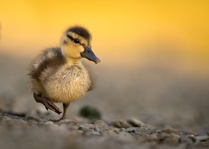 Ducklingphoto preview