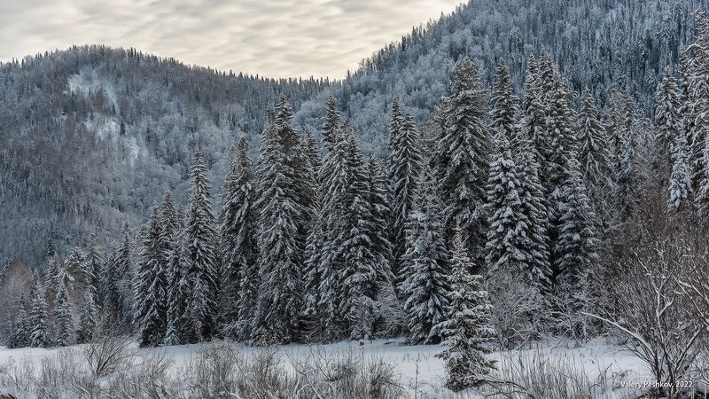 с рождеством!, зима, снег, пихты, кедры, березы, горная шория Рождественское настроение из Сибириphoto preview