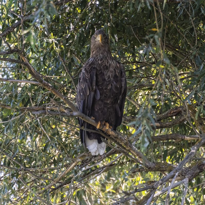 Орлан-белохвост.photo preview