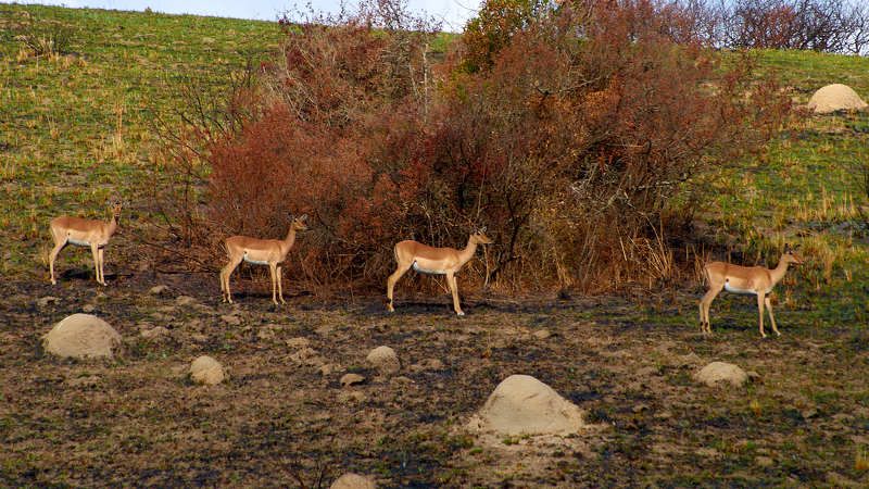 Антилопы (ЮАР)photo preview