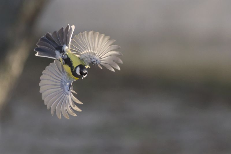 Большойphoto preview