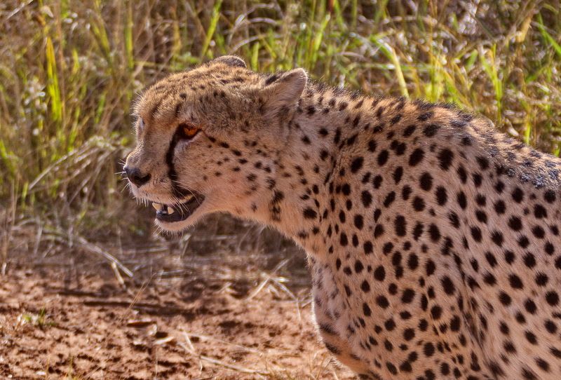 Kenya  Cheetahphoto preview