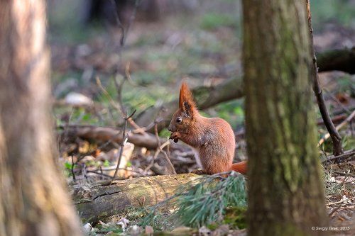 В весеннем лесу