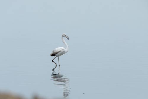 White flamingo