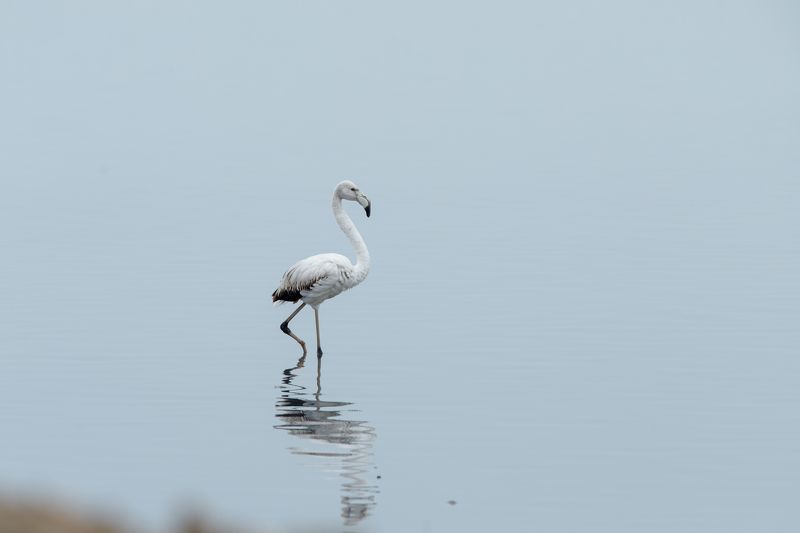 Flamingo bird Azerbaijan Baku Caspian sea White flamingophoto preview