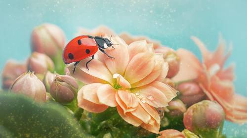 Ladybug