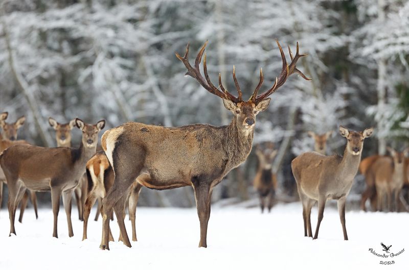 благородный олень. Кавалер.photo preview