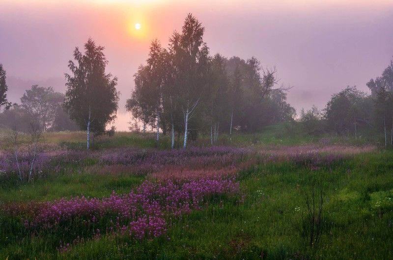 лето,туман,рассвет,подмосковье ***photo preview