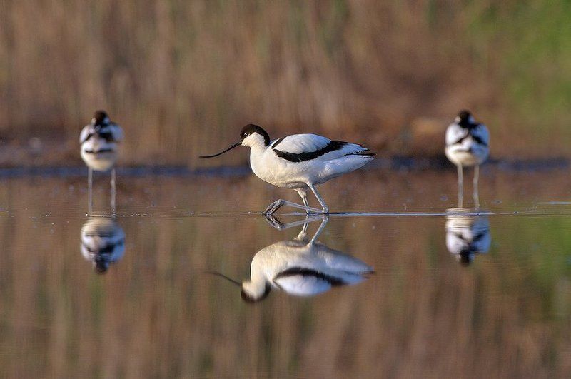 шилоклювка Выборphoto preview