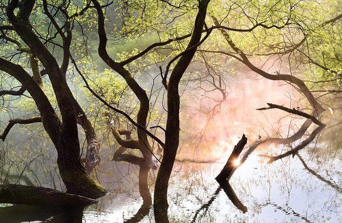 Fog and light