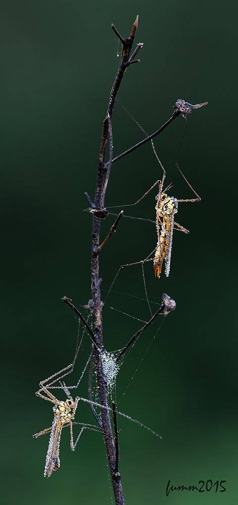 ПРО КОЩЕЕВ. ДОЛГОНОЖКИ.. Автор: Игорь ФУММ , Игорь ФУММ